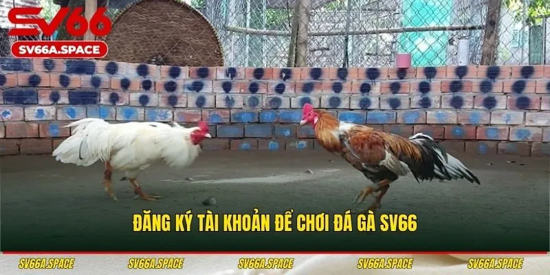 Đăng ký tài khoản để chơi đá gà SV66